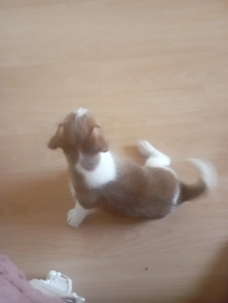 Anne Jack Russell TERİER baba maltais TERİER