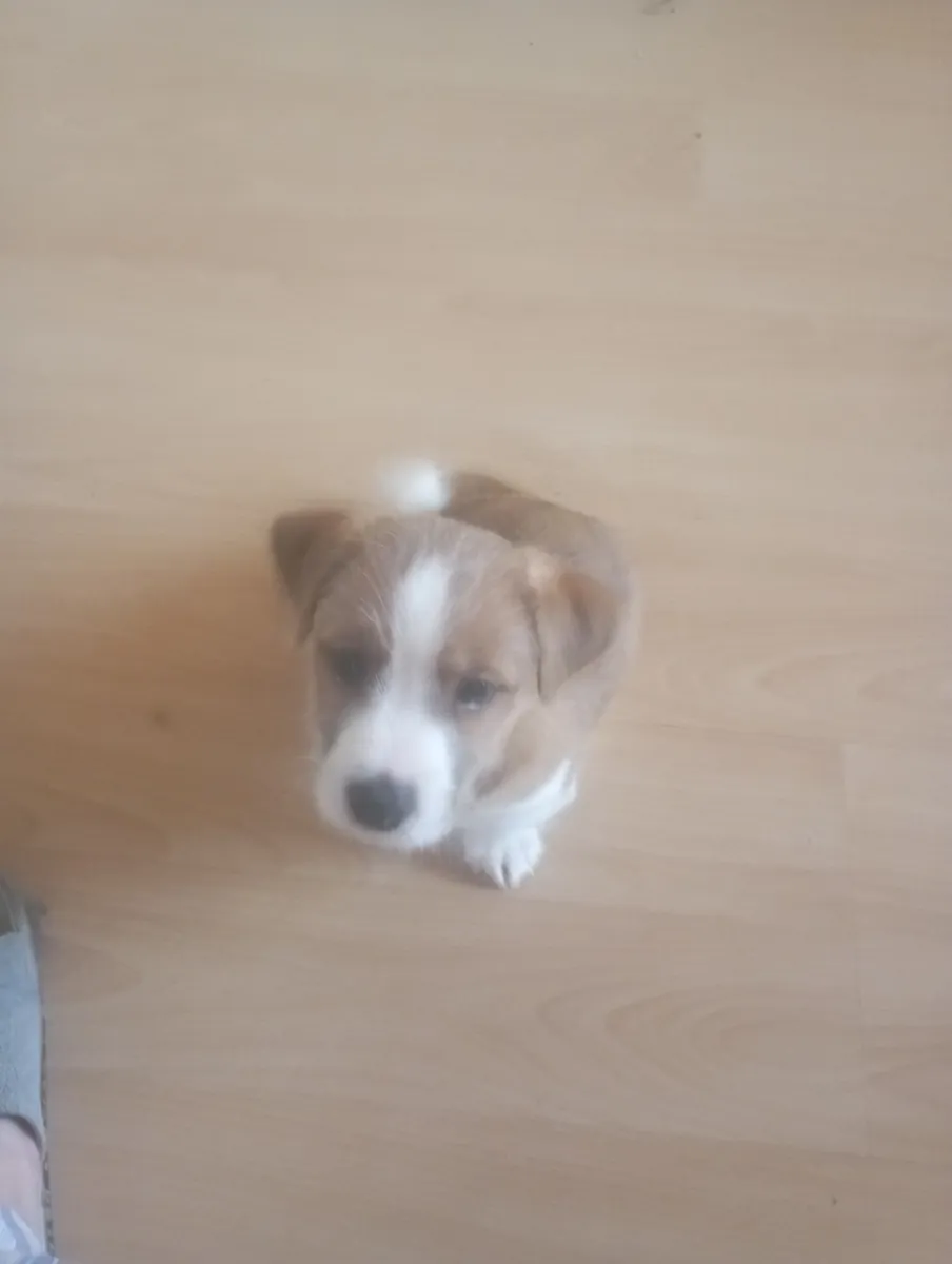 Anne Jack Russell TERİER baba maltais TERİER