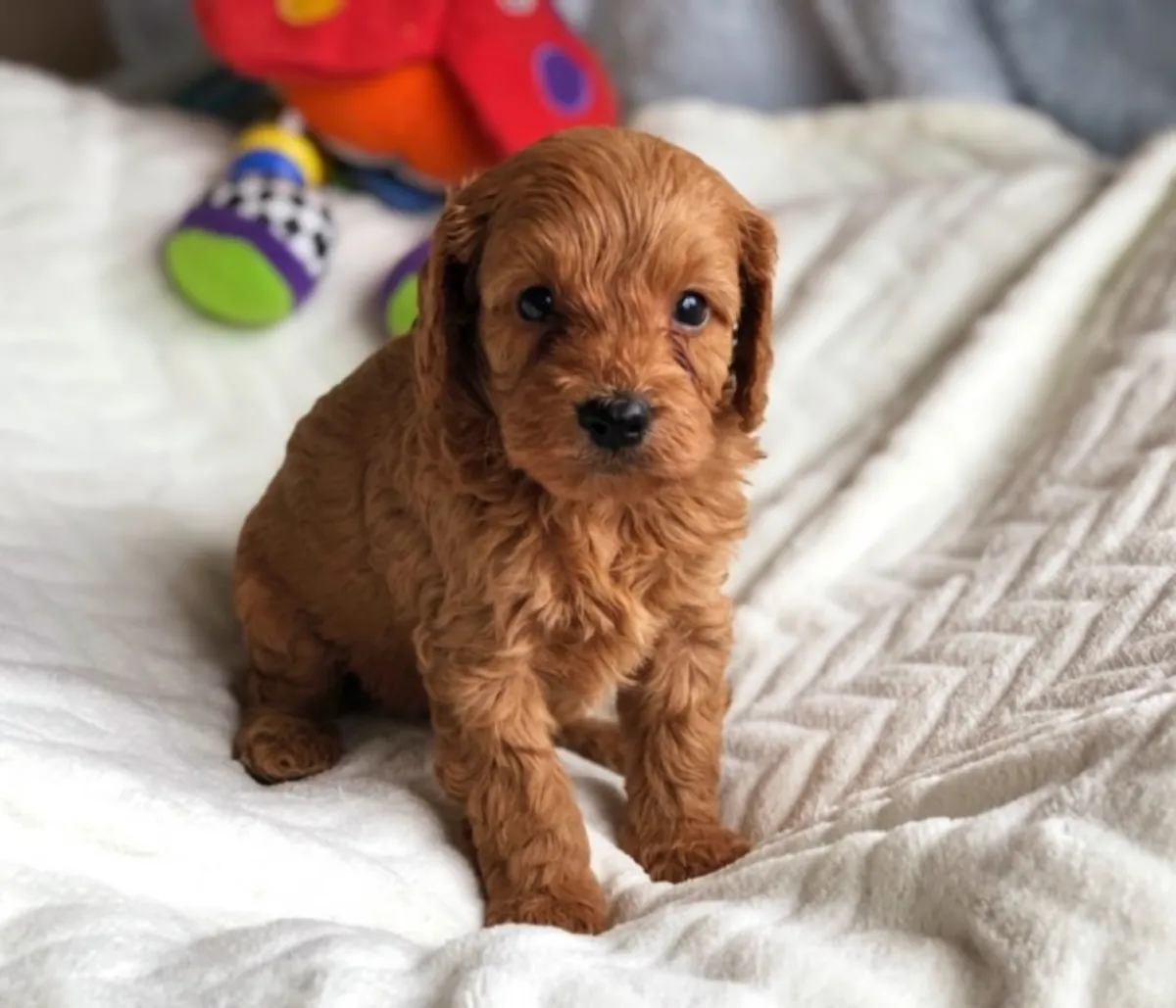Kc Reg Miniature Poodle Puppies