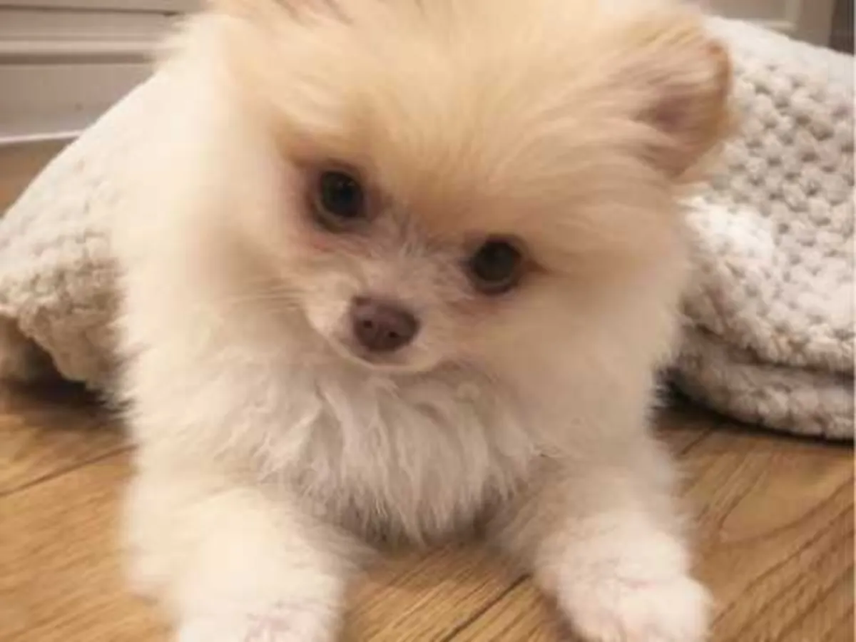 Outstanding Pomeranian Puppies