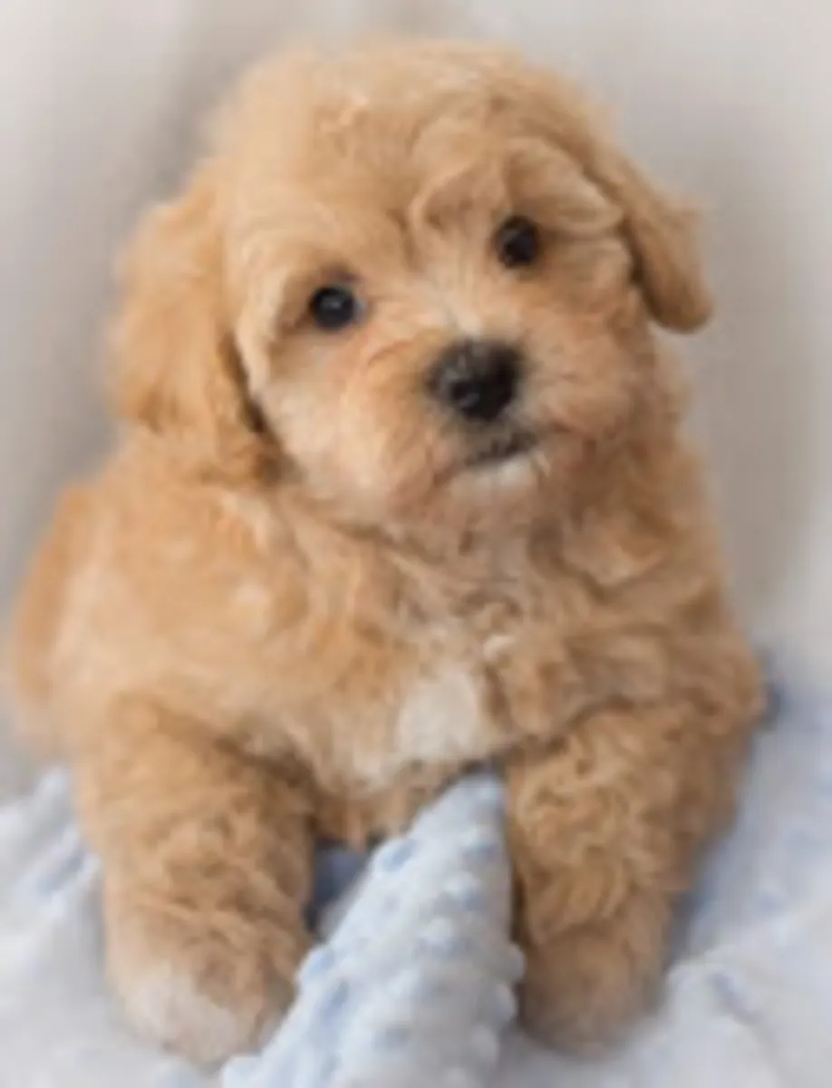  Maltipoo 2 Girl 1 Boy Available