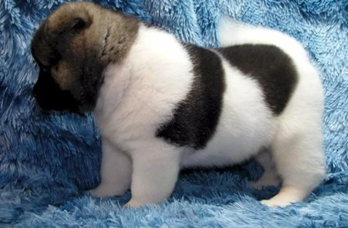 awesome Akita puppies male and females