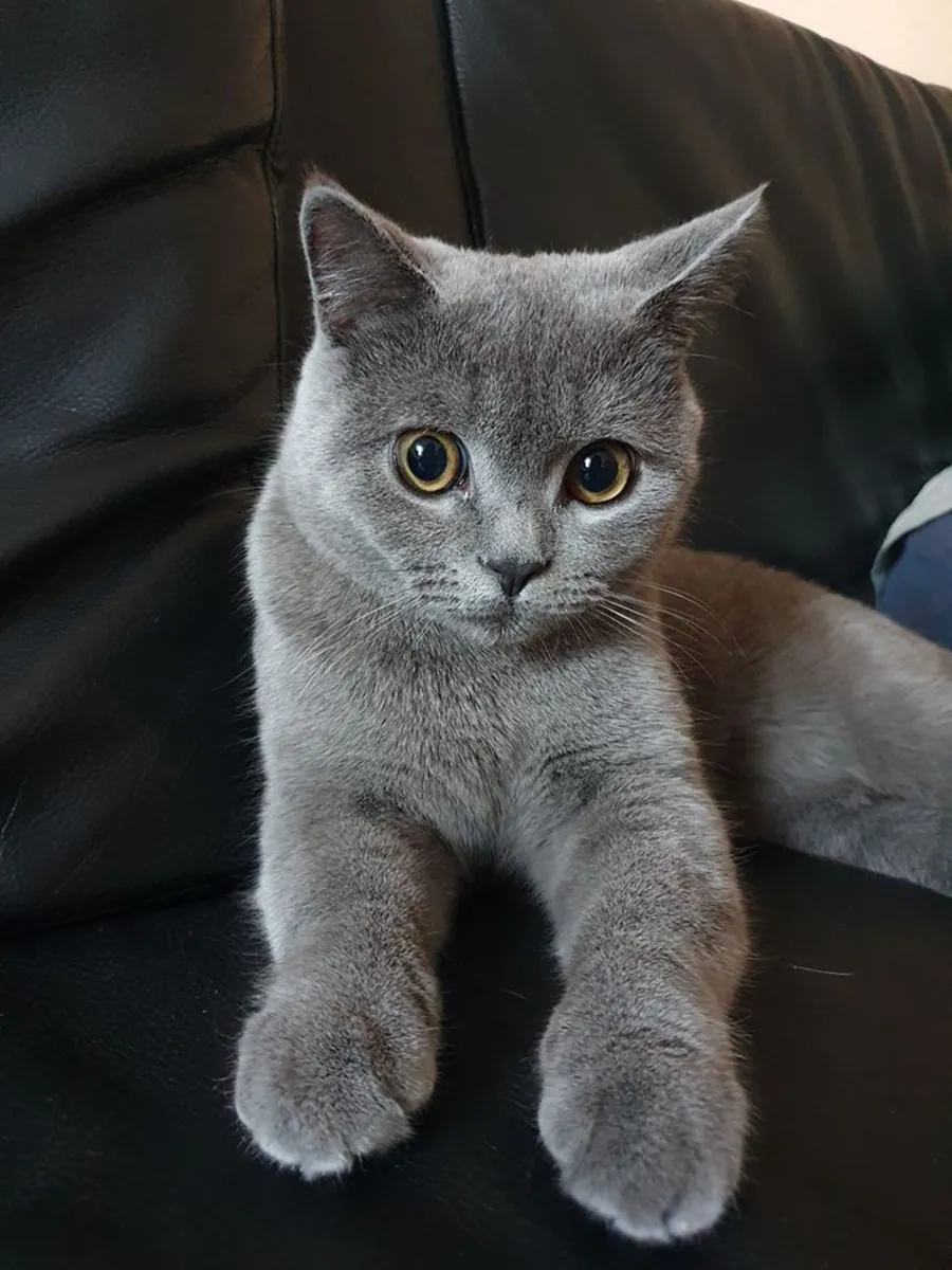 英国短毛猫 British Shorthair 纯种健康