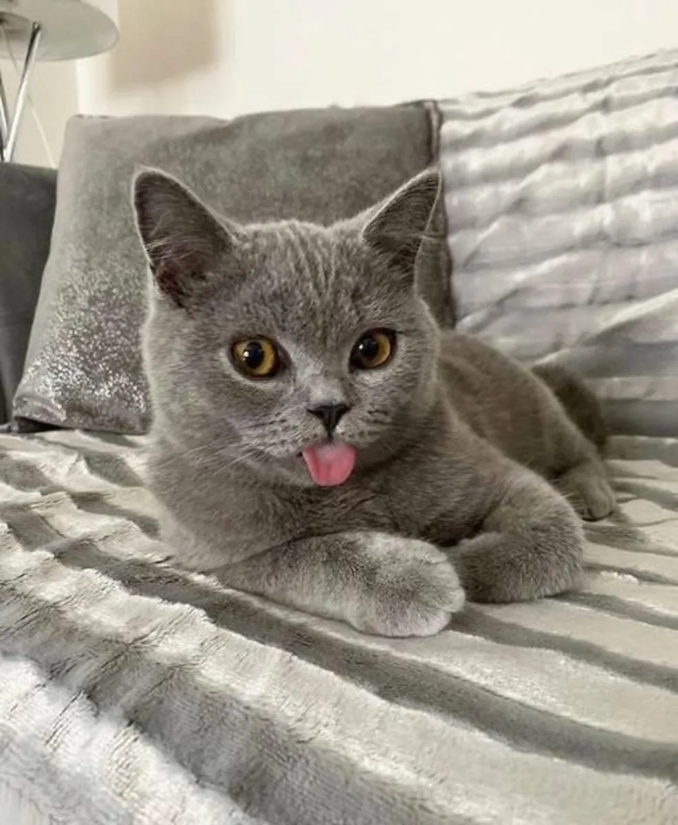 英国短毛猫 British Shorthair 纯种健康