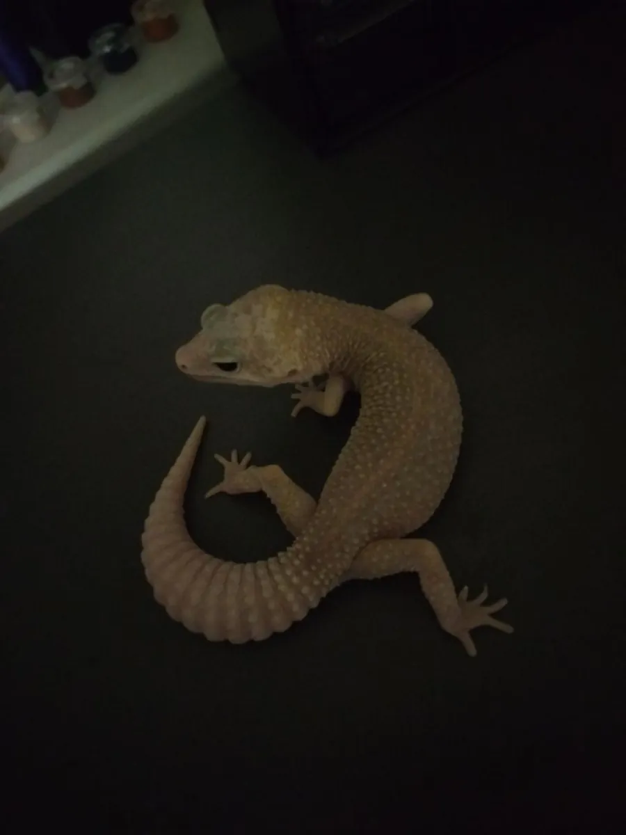 豹纹守宫 Eublepharis macularius