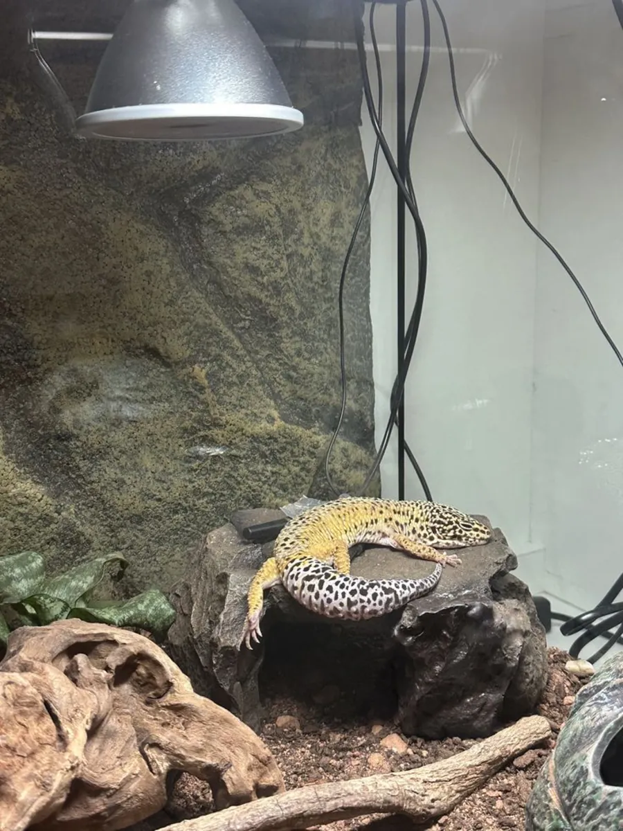 豹纹守宫 Eublepharis macularius