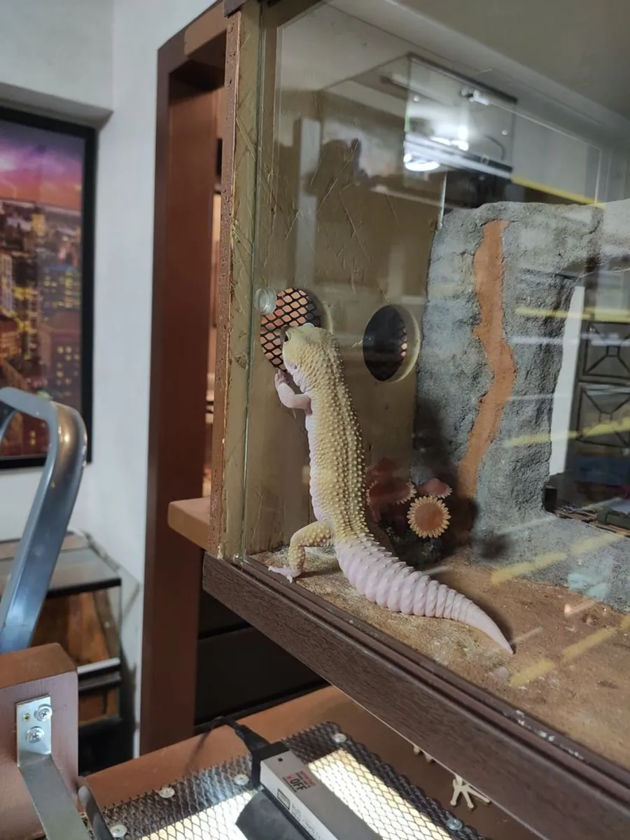 豹纹守宫 Eublepharis macularius