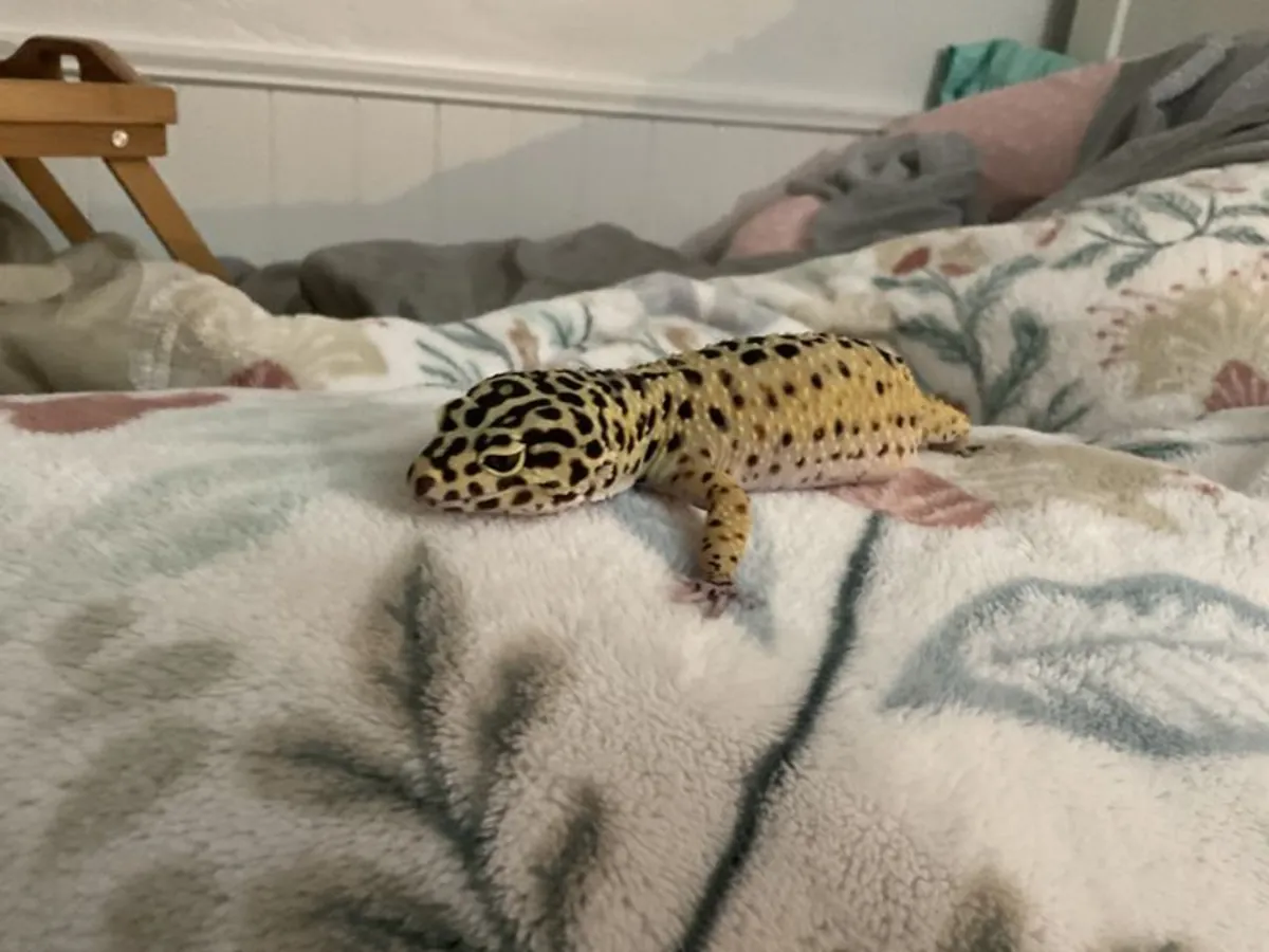 健康豹纹守宫 Eublepharis macularius