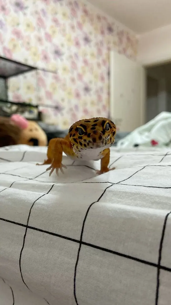 健康豹纹守宫 Eublepharis macularius