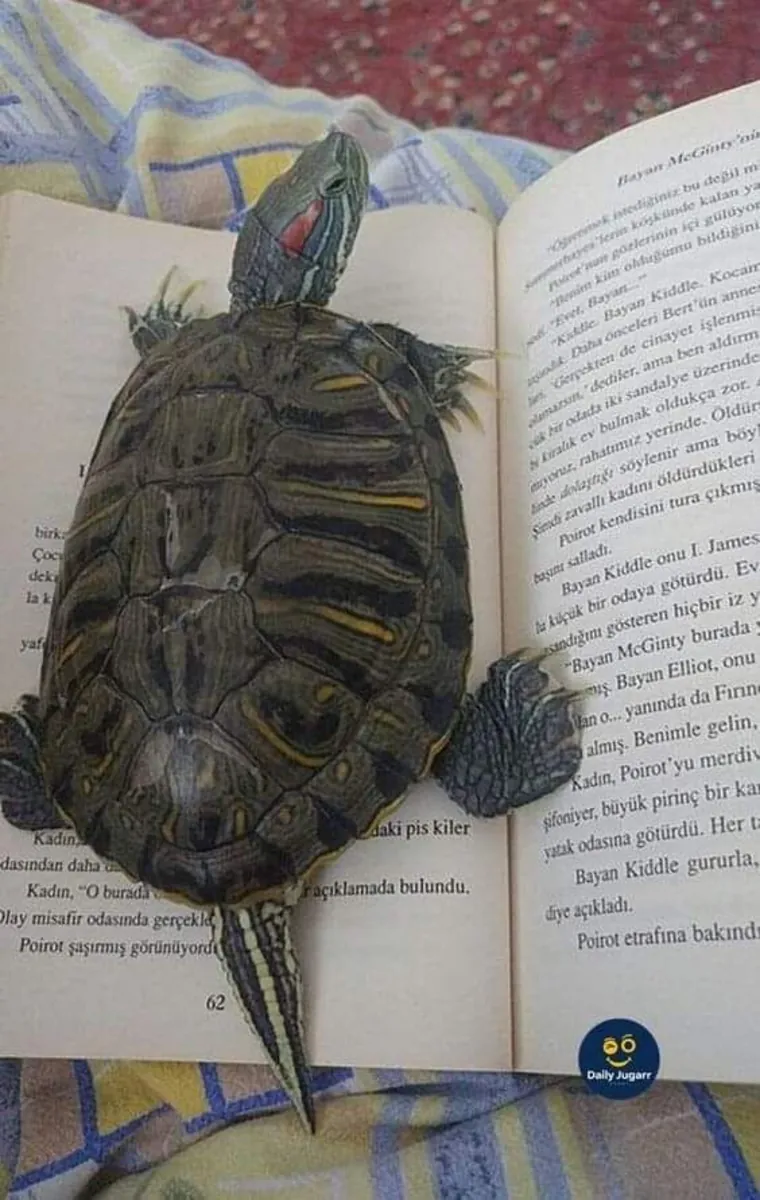 Tortuga de orejas rojas saludable