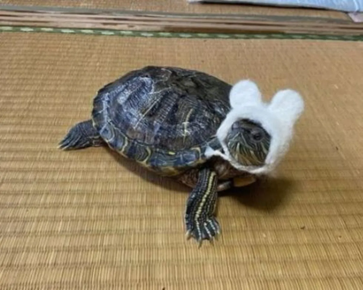 Tortuga de orejas rojas saludable