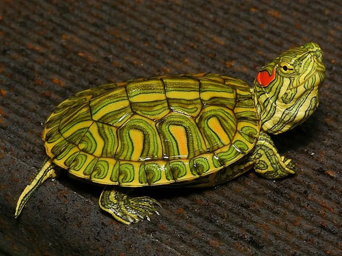 Tortuga acuática orejas rojas
