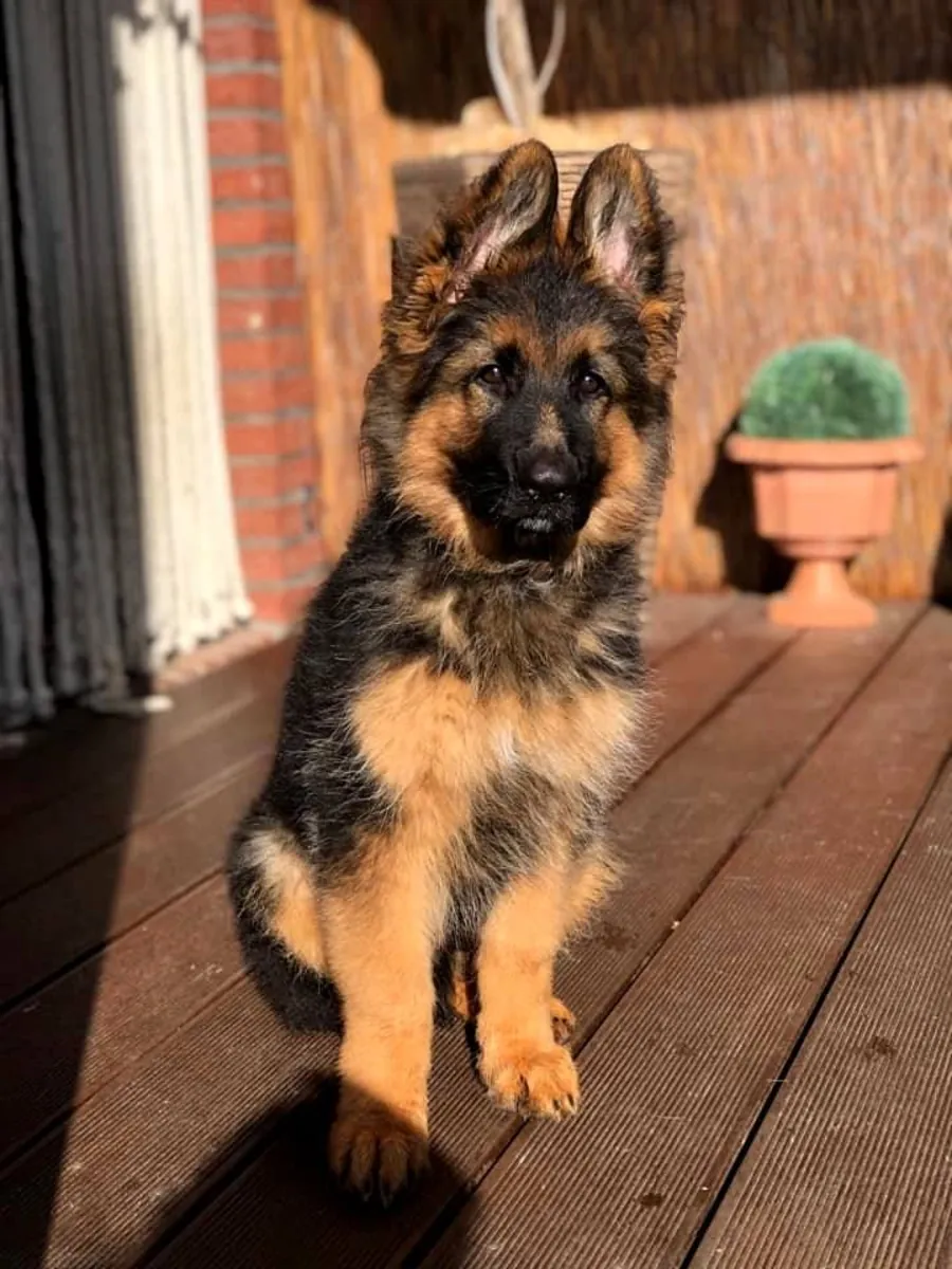 cachorro de pastor alemán