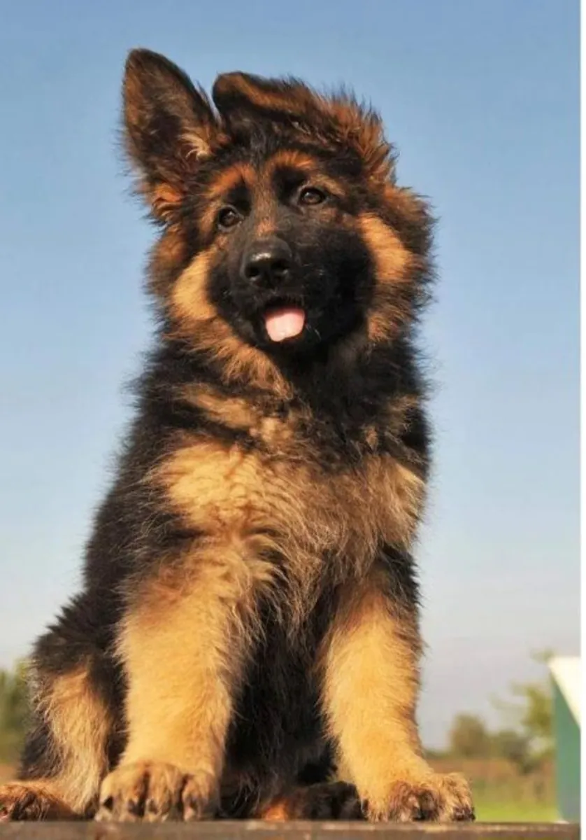 cachorro de pastor alemán