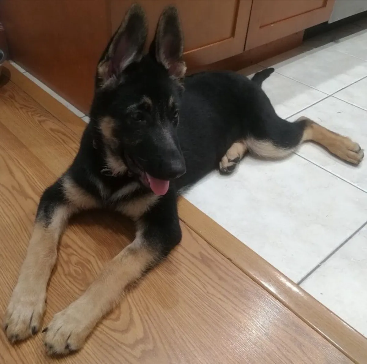 Pastor Alemán de alta calidad