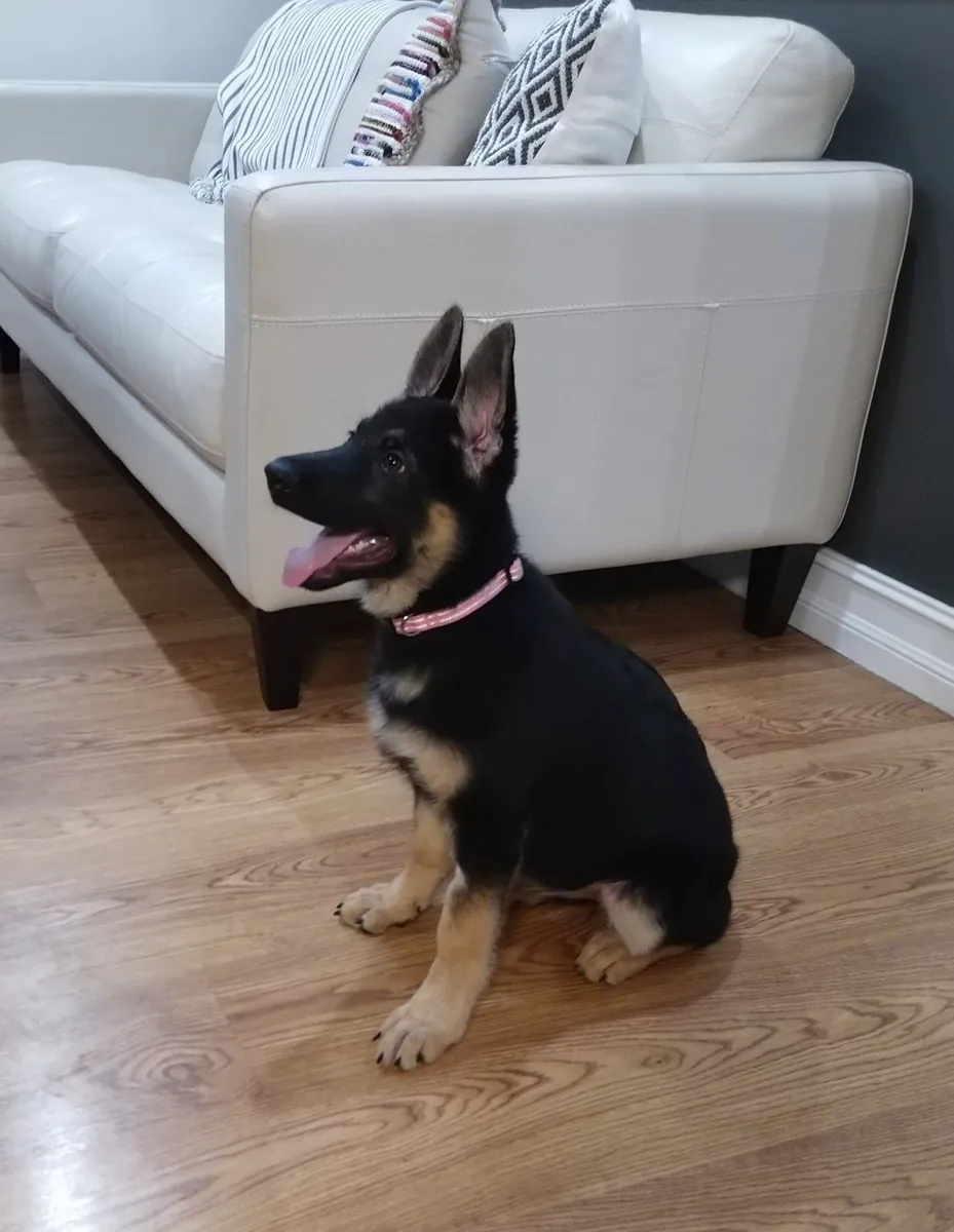 Pastor Alemán de alta calidad