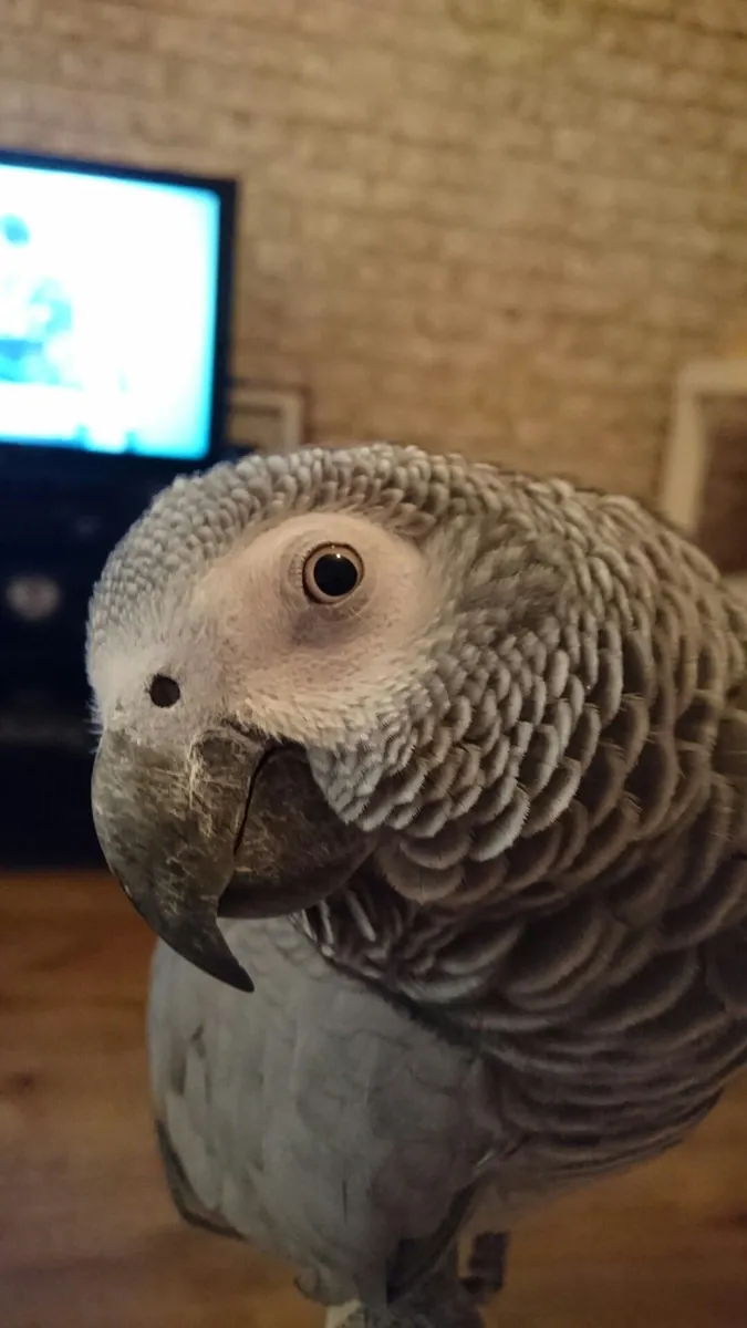 Loro Gris Africano inteligente