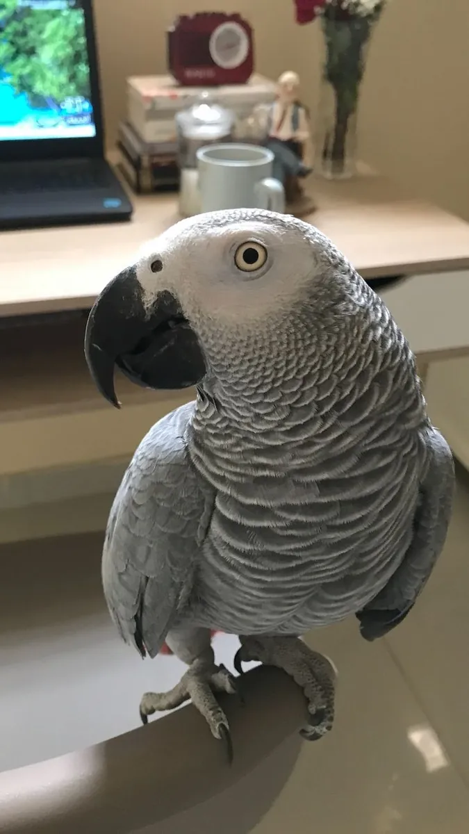 Loro Gris Africano inteligente