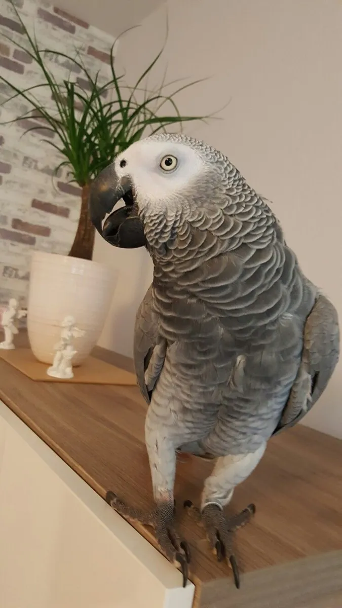 Loro Gris Africano inteligente