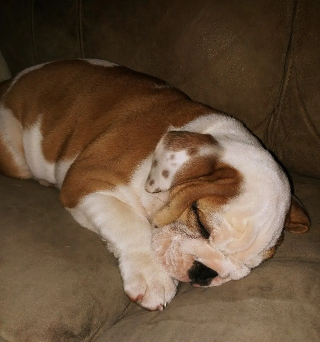Bulldog macho con carácter tranquilo, vacunado y muy mimado