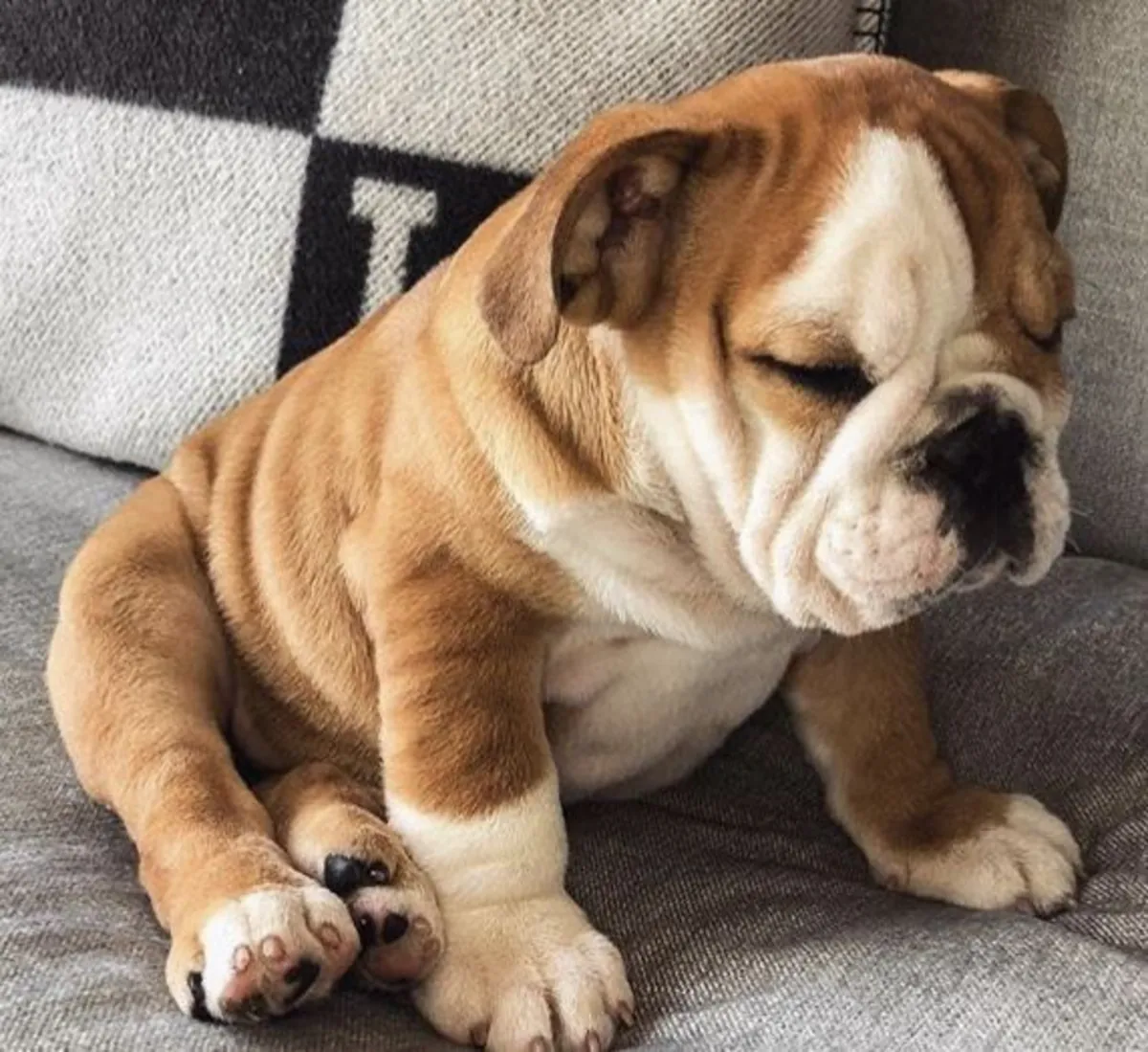 Bulldog macho con carácter tranquilo, vacunado y muy mimado