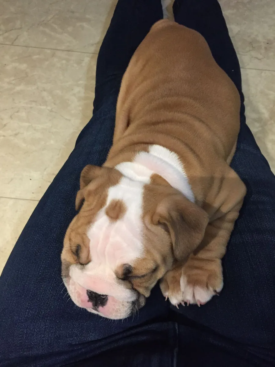 Bulldog macho con carácter tranquilo, vacunado y muy mimado