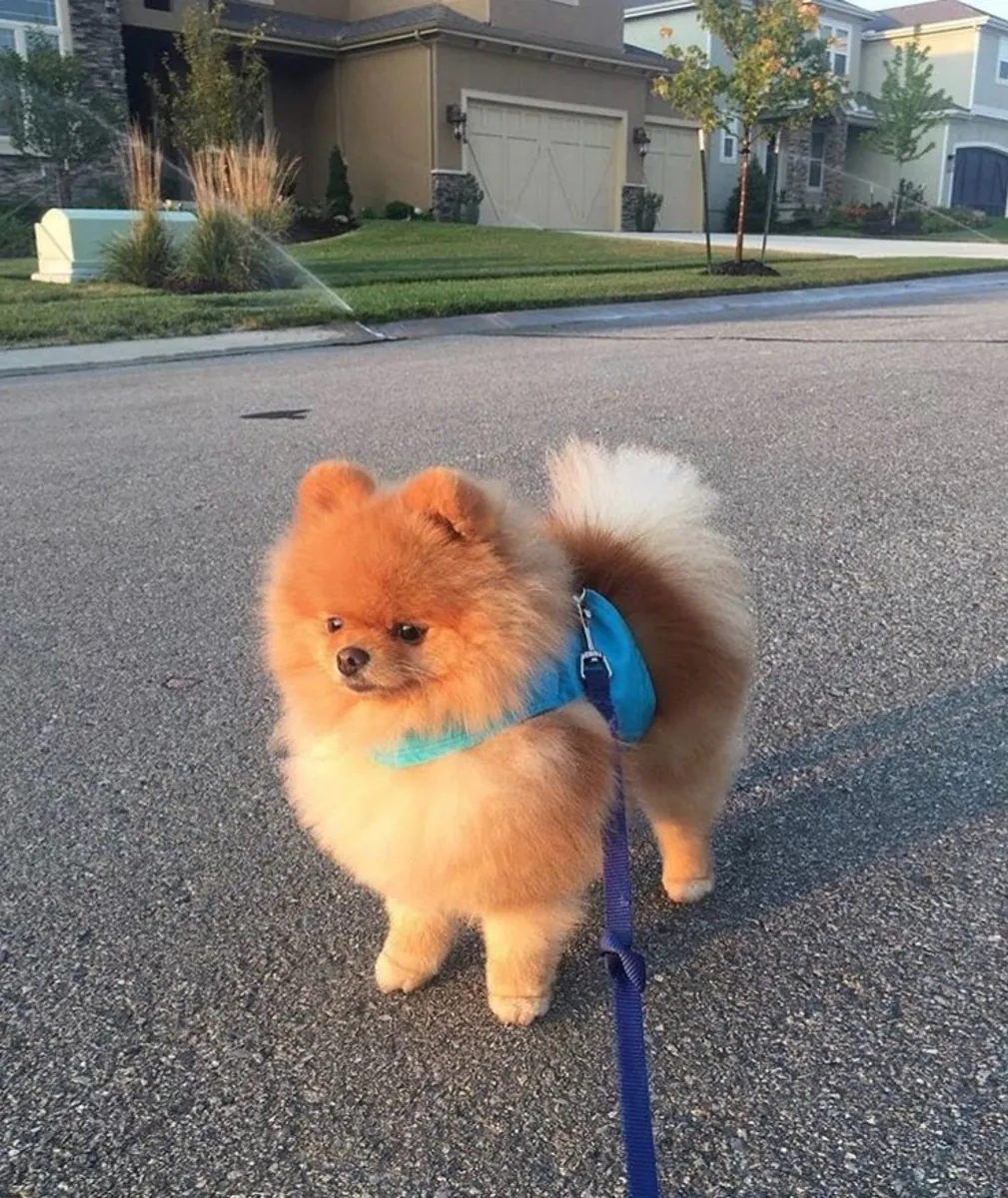 Pomeranian hembra mini, juguetona y muy lista (lista para familia)