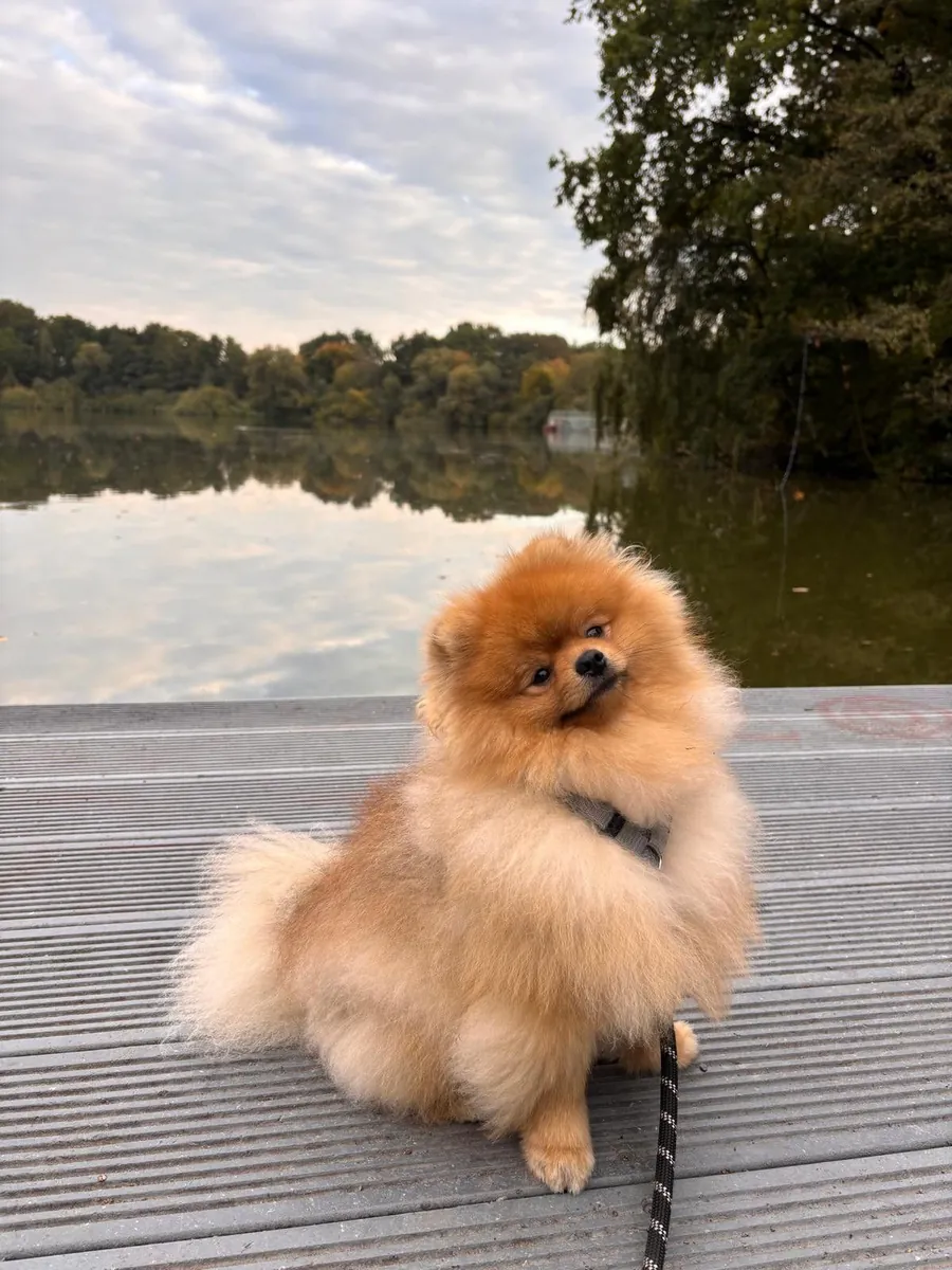 Pomeranian hembra mini, juguetona y muy lista (lista para familia)