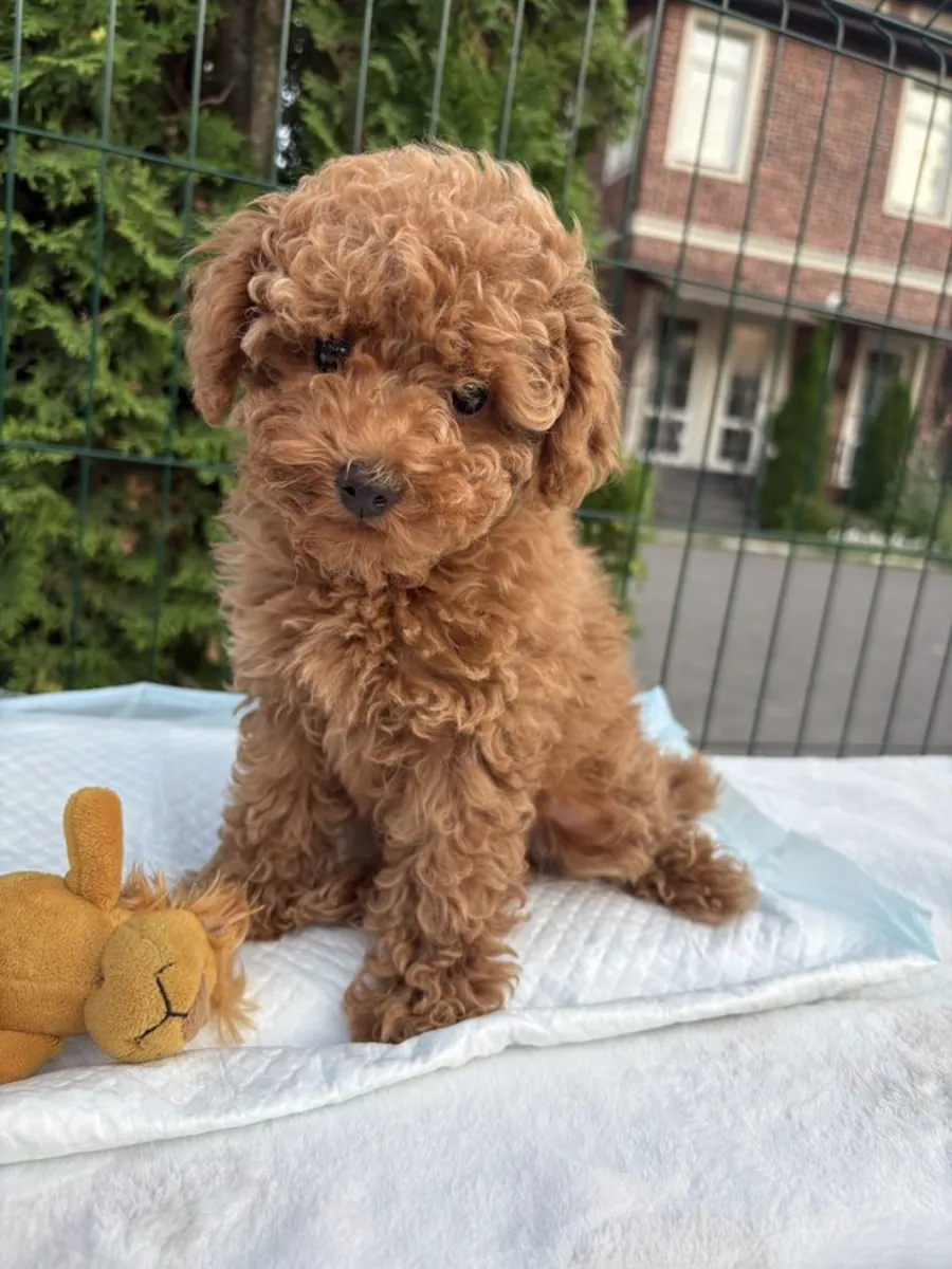 Poodle macho elegante, súper sociable, ideal para piso (con educación)