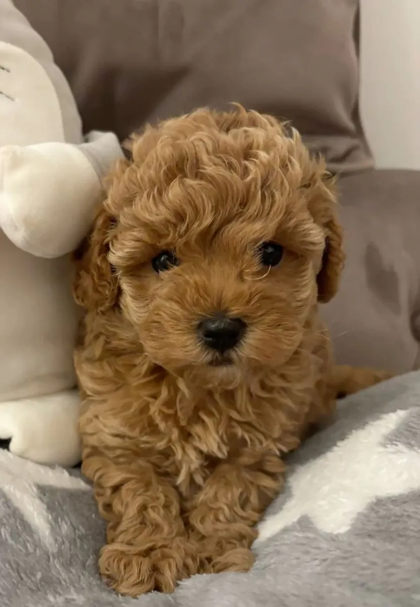 Poodle macho elegante, súper sociable, ideal para piso (con educación)