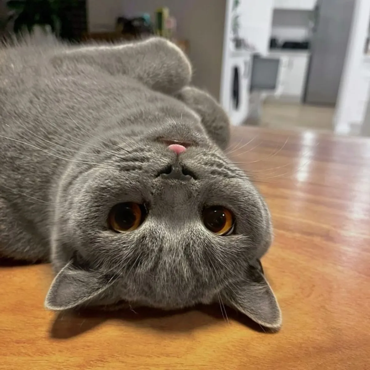 British Shorthair hembra, tranquila y preciosa, perfecta para hogar calmado