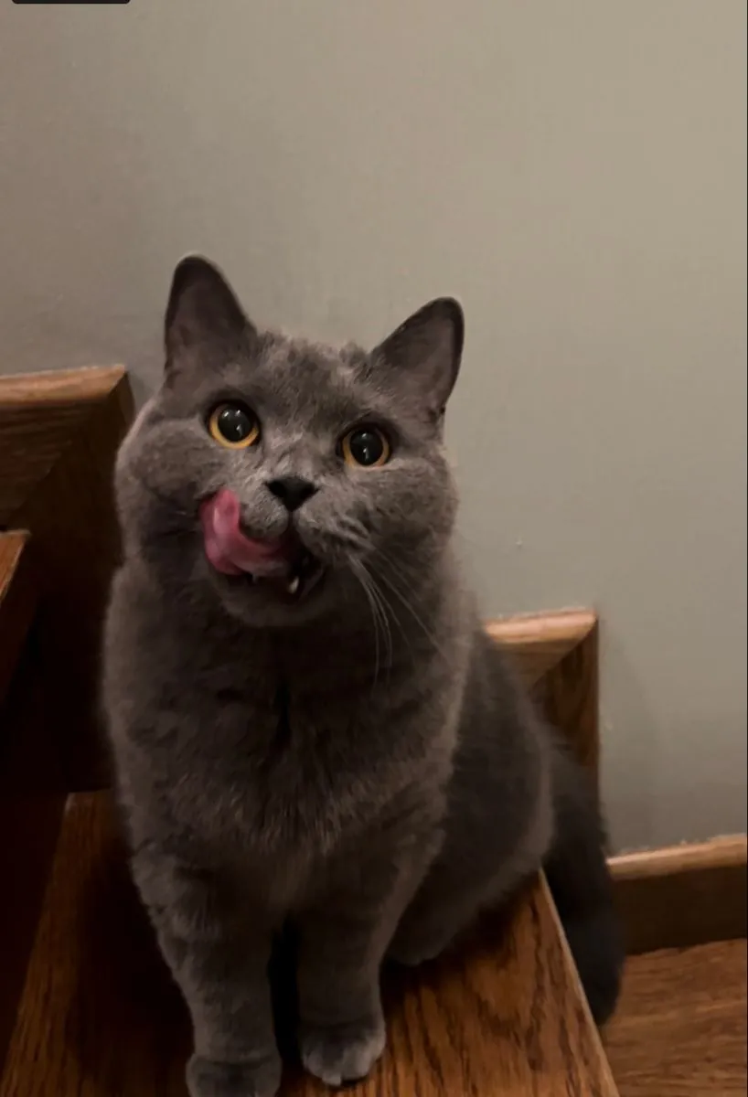 British Shorthair hembra, tranquila y preciosa, perfecta para hogar calmado