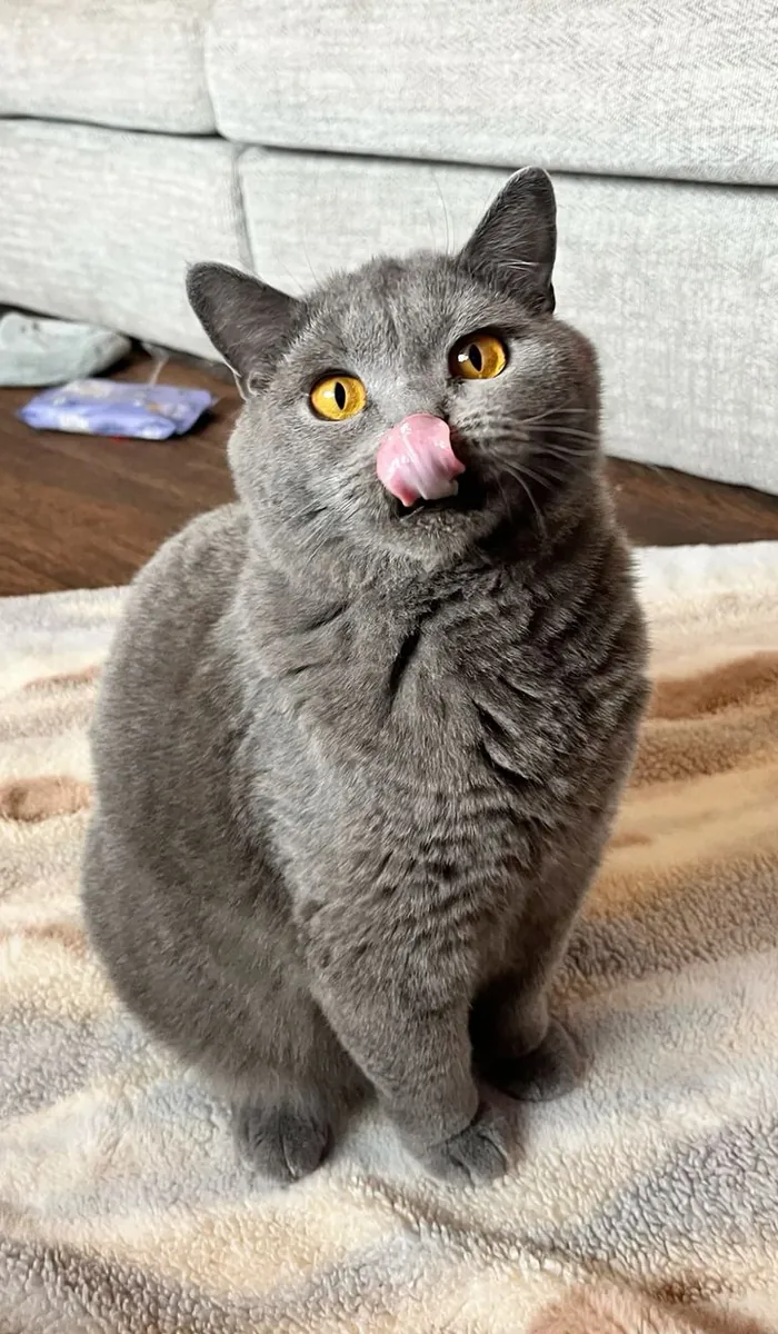 British Shorthair hembra, tranquila y preciosa, perfecta para hogar calmado