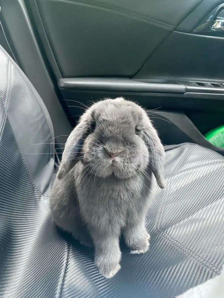 Docile male Holland Lop, ideal for families (easy handling)