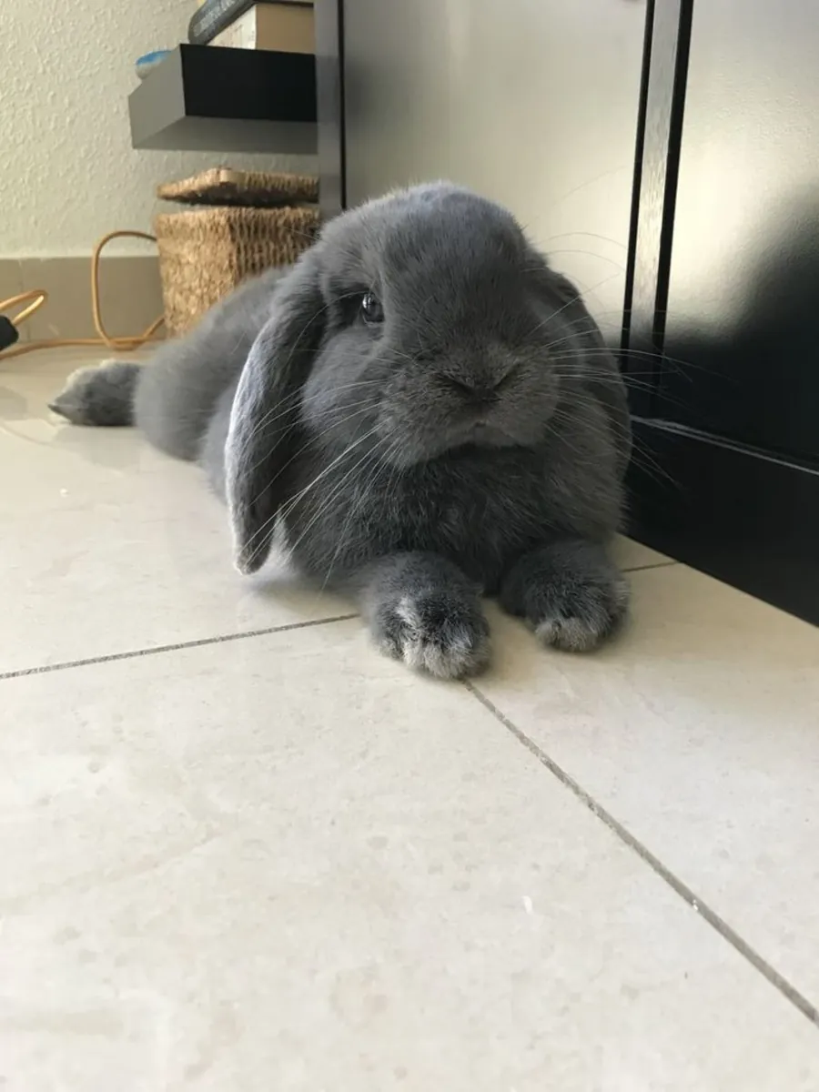 Docile male Holland Lop, ideal for families (easy handling)