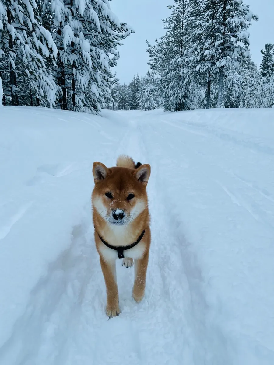 Shiba Inu с уравновешенным характером ищет дом