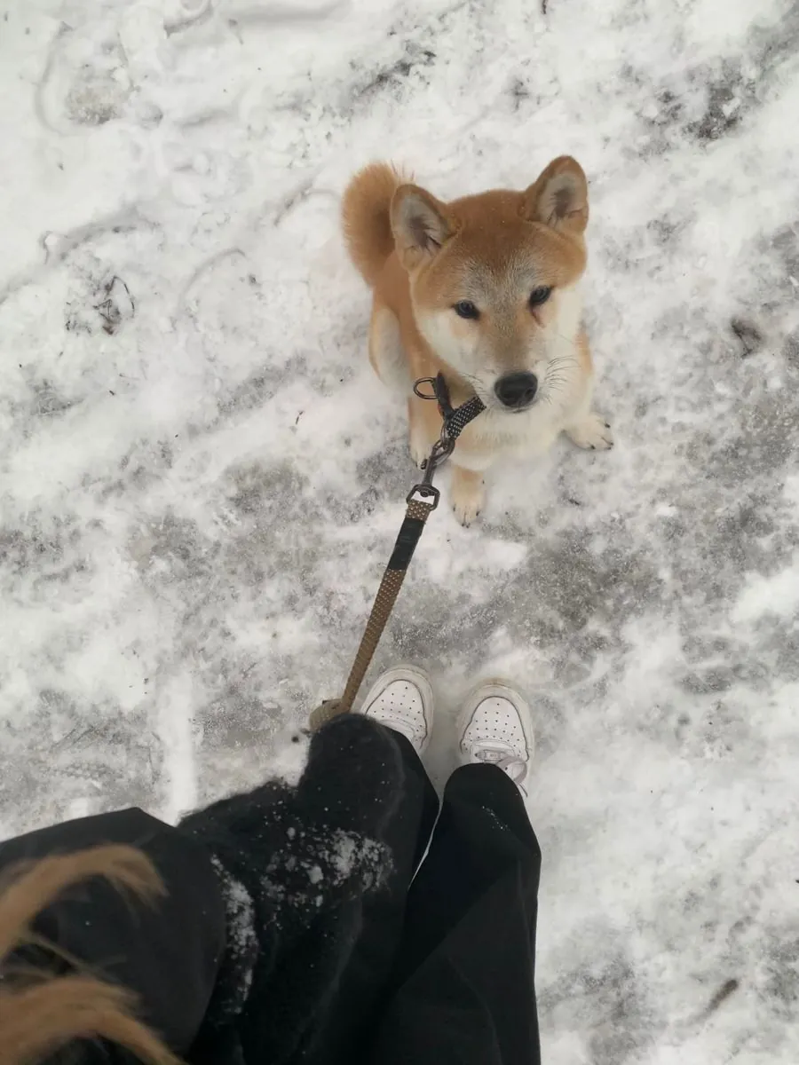 Shiba Inu с уравновешенным характером ищет дом