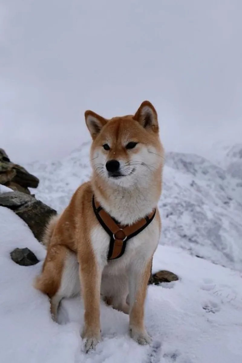 Shiba Inu с уравновешенным характером ищет дом