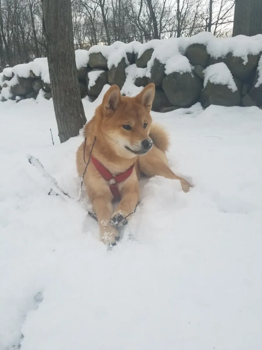 Shiba Inu с уравновешенным характером ищет дом