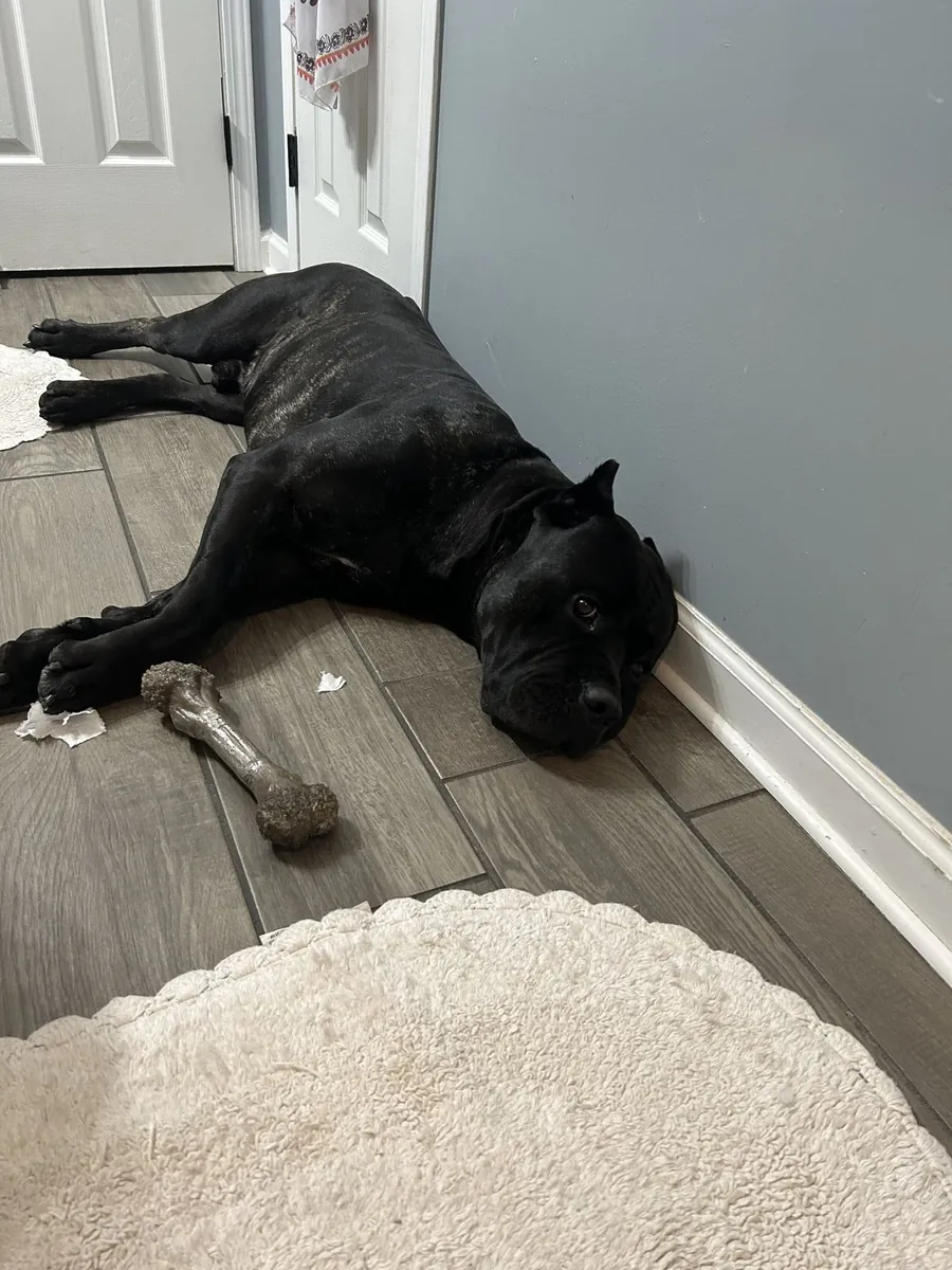 Cane Corso — надёжный и спокойный компаньон