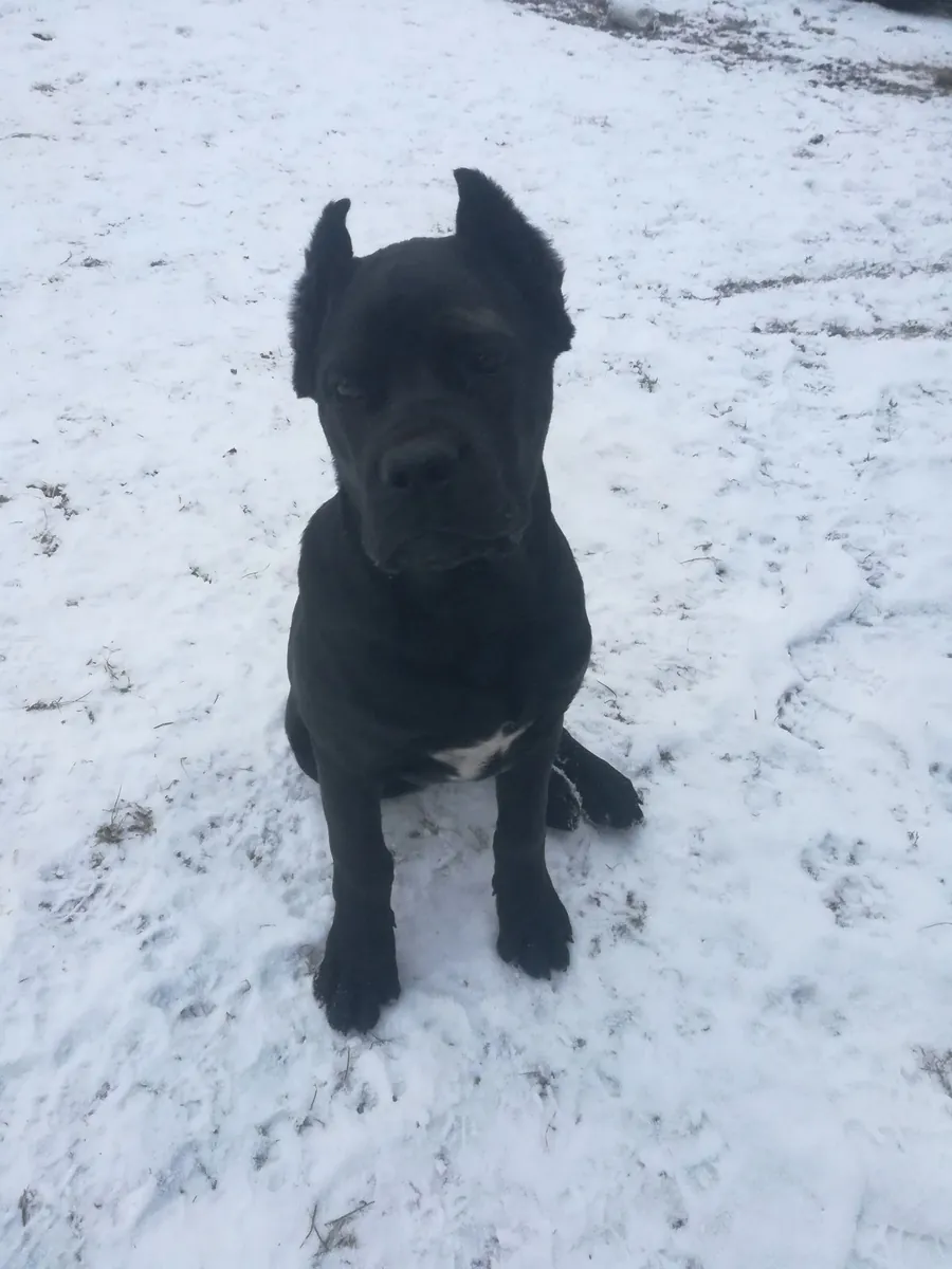Cane Corso — надёжный и спокойный компаньон