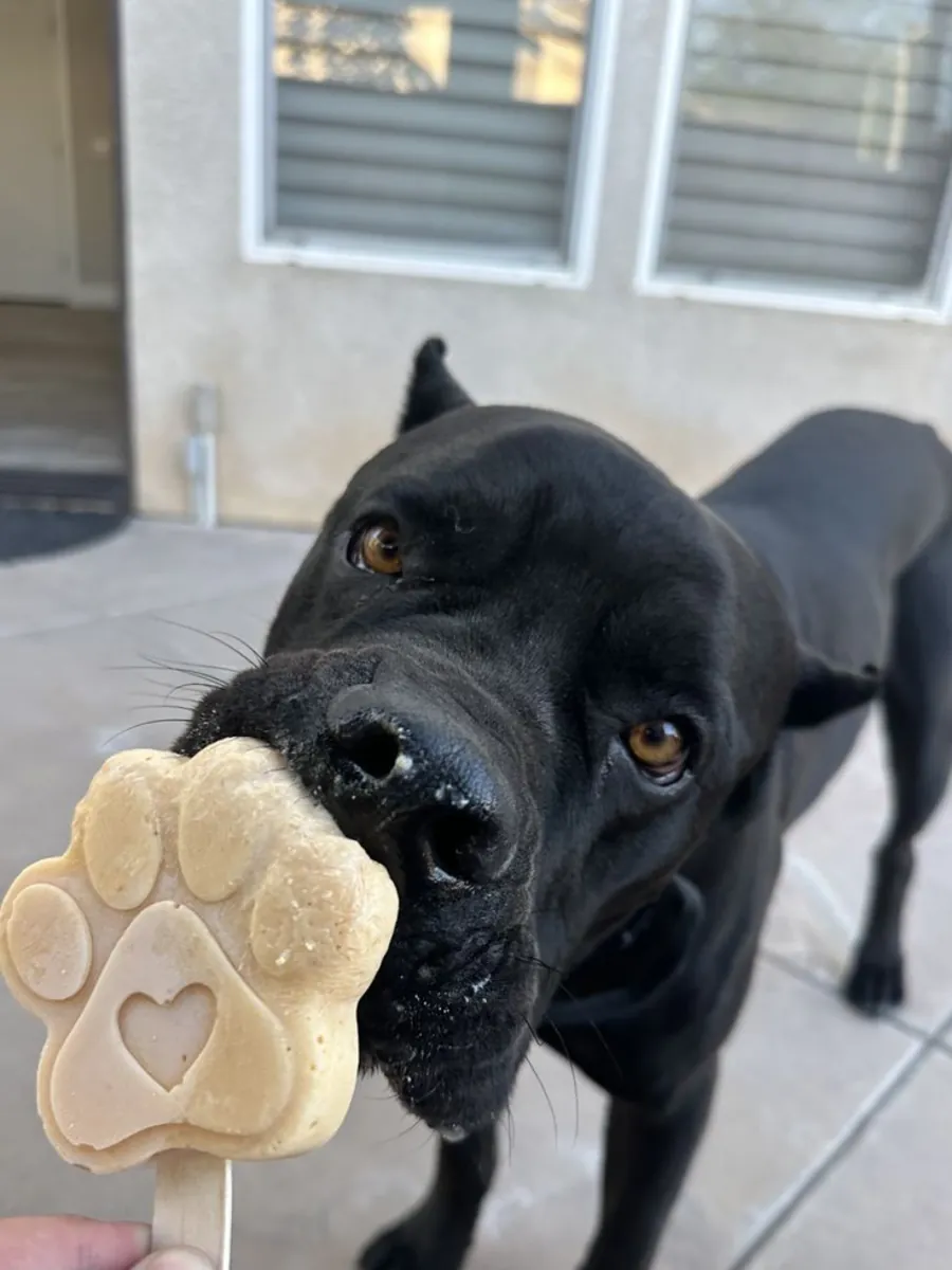 Cane Corso — надёжный и спокойный компаньон