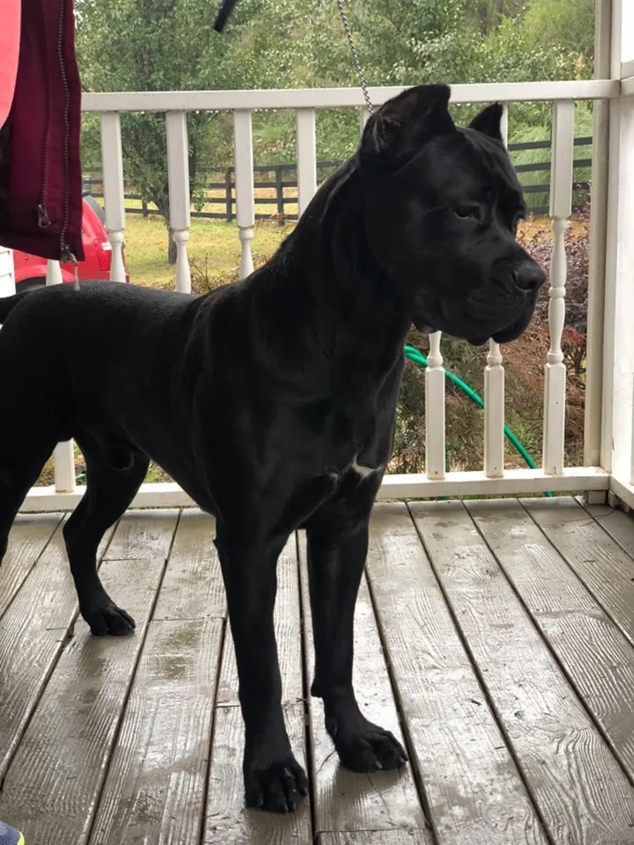 Cane Corso — надёжный и спокойный компаньон