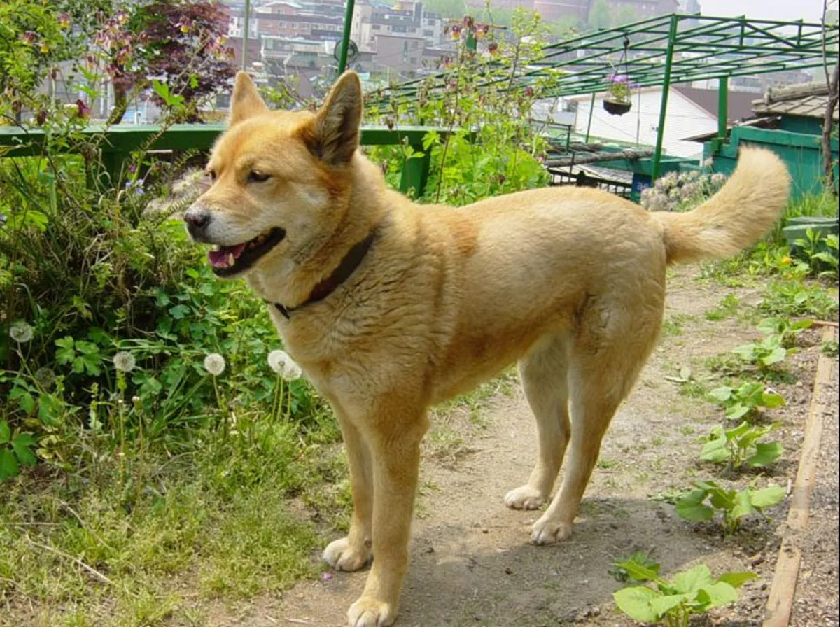 Nureongi — спокойная и выносливая собака в добрые руки