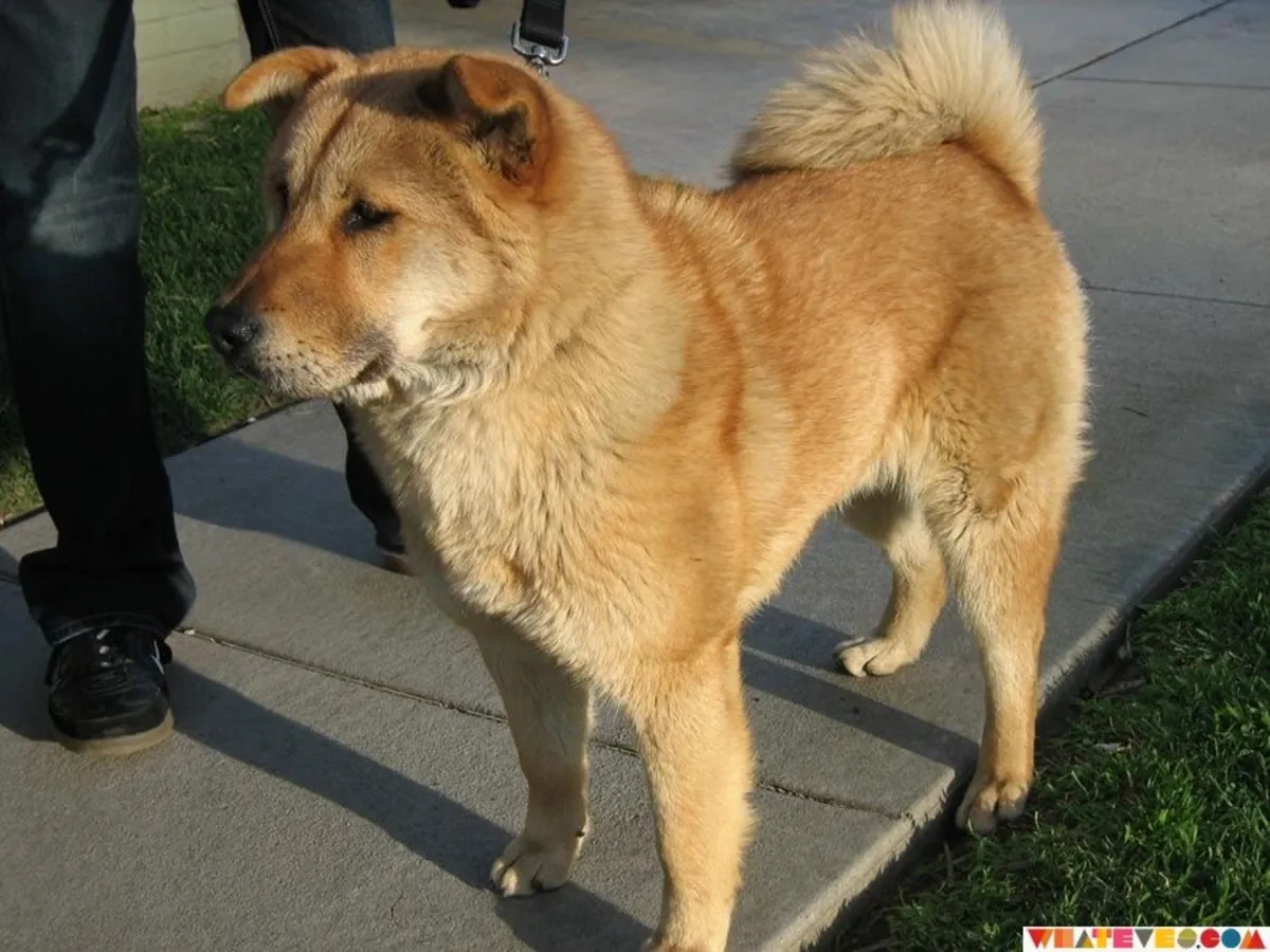 Nureongi — спокойная и выносливая собака в добрые руки