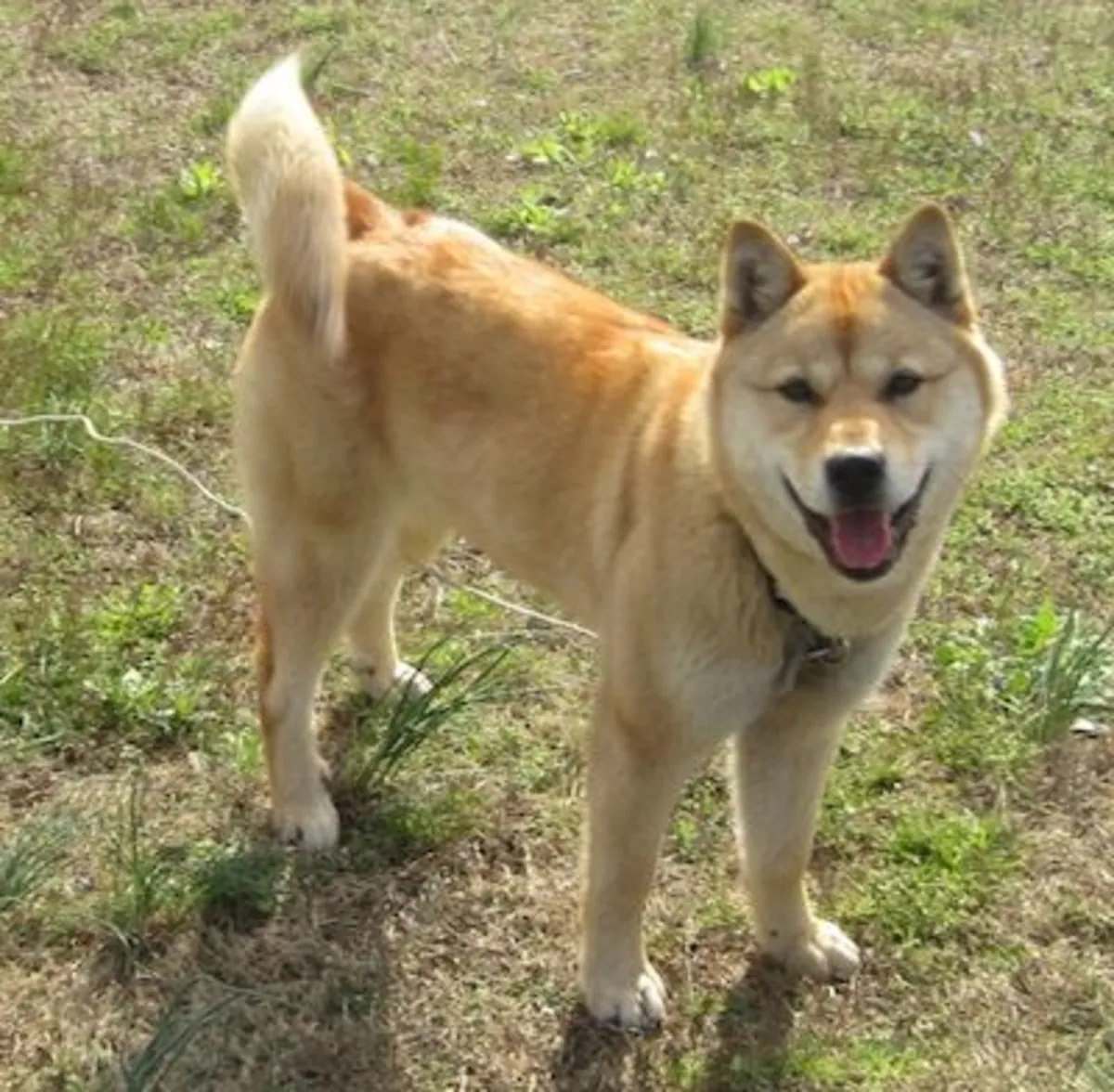 Nureongi — спокойная и выносливая собака в добрые руки