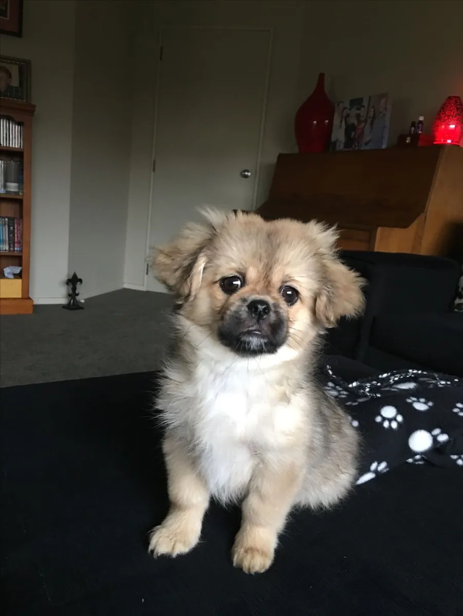 Тибетский спаниель — чувствительный и преданный друг