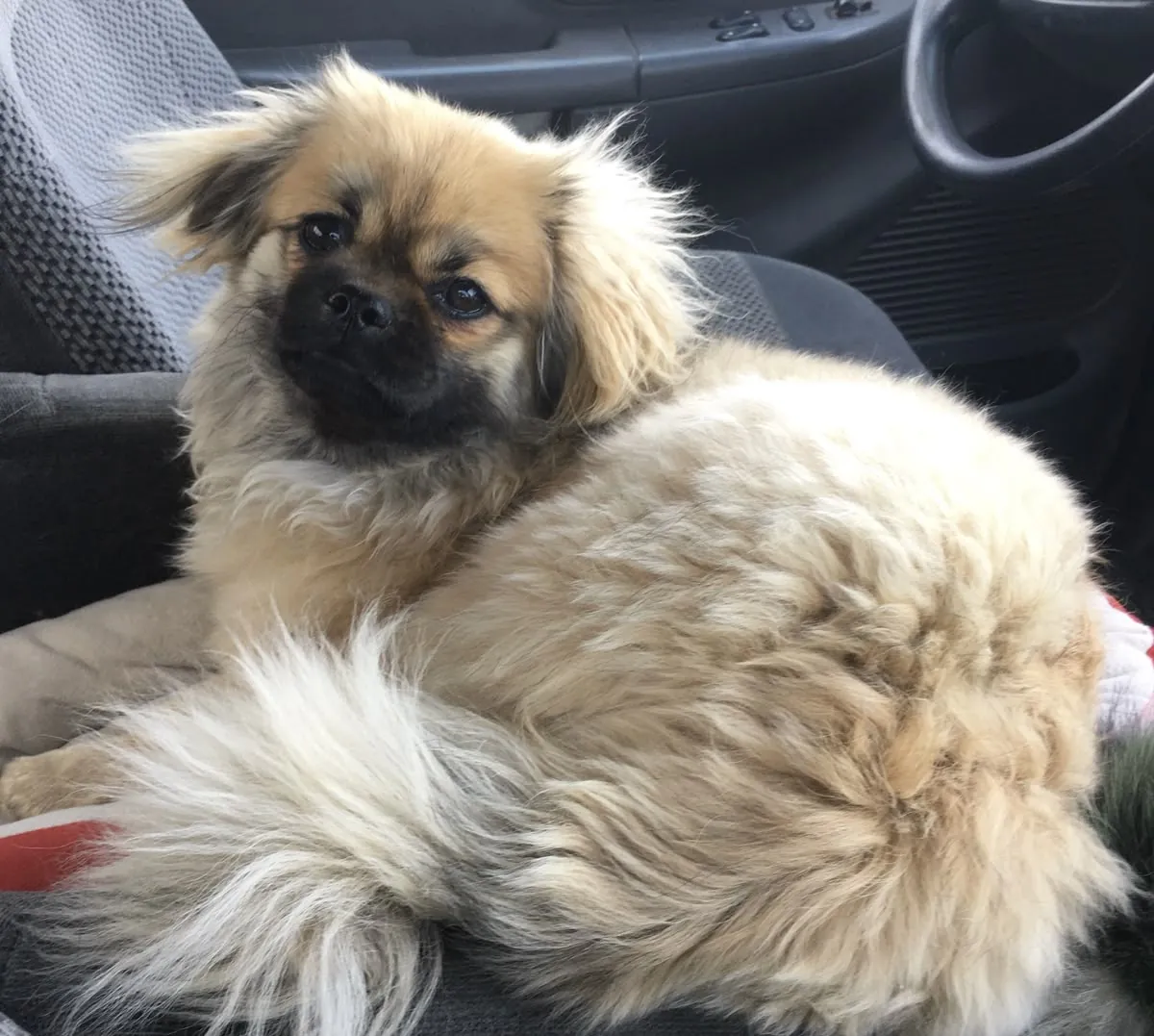 Тибетский спаниель — чувствительный и преданный друг