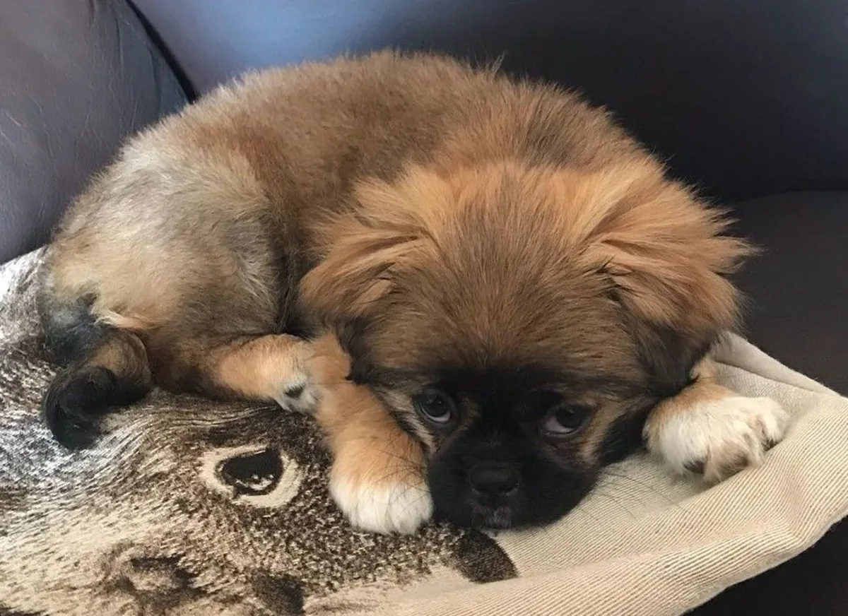 Тибетский спаниель — чувствительный и преданный друг