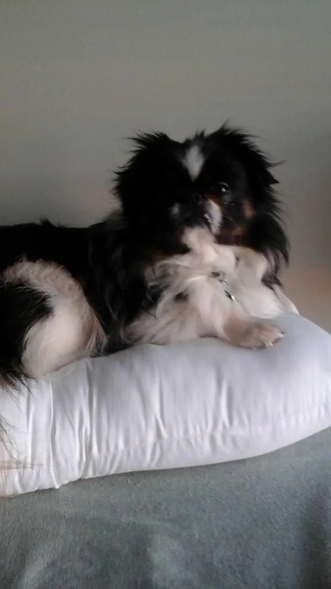 Japanese Chin — утончённый и ласковый компаньон